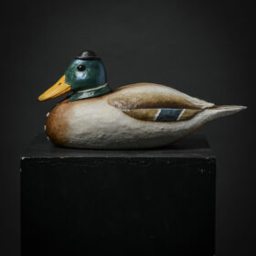 Canard au col vert