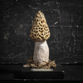 Melanie Bourlon morille en papier mâché